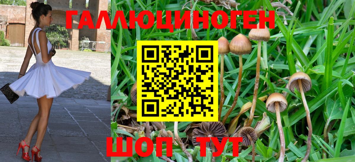 Кизилюрт  Псилоцибиновые грибы прущие грибы  Псилоцибиновые грибы Psilocybine cubensis  Вход с VPN 
